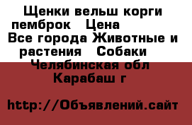Щенки вельш корги пемброк › Цена ­ 70 000 - Все города Животные и растения » Собаки   . Челябинская обл.,Карабаш г.
